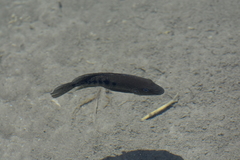 Herichthys minckleyi