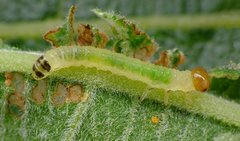 Euura leucosticta