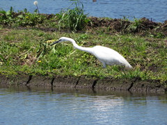 Ardea alba modesta