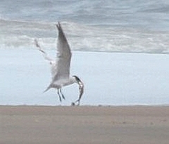 Gelochelidon nilotica