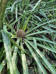 Bromelia hemisphaerica