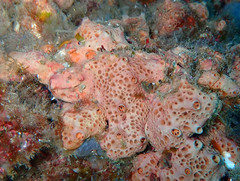 Hemimycale columella