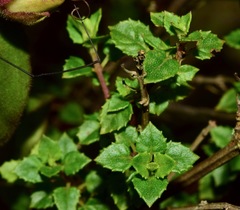 Clinopodium mexicanum