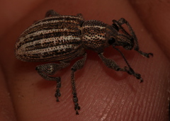 Bronchus subvittatus