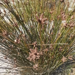 Hellmuthia membranacea