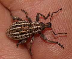 Bronchus subvittatus