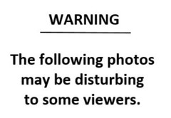 Charadrius vociferus