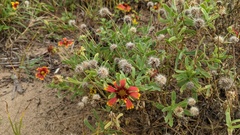 Gaillardia pulchella image
