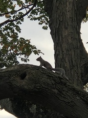 Sciurus carolinensis