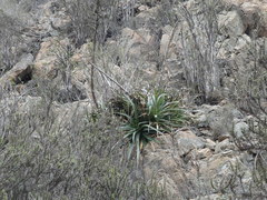 Puya boliviensis