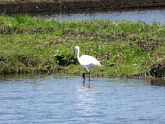 Ardea alba modesta