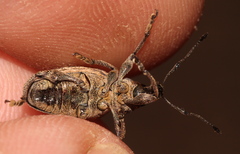 Bronchus subvittatus