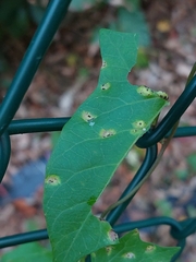Puccinia convolvuli