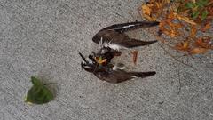 Charadrius vociferus