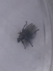 Pseudolynchia canariensis