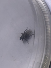 Pseudolynchia canariensis