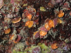 Brachiopoda