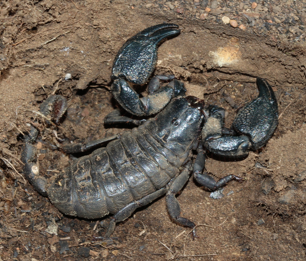 Intermediate Creeping Scorpion