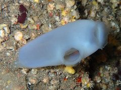 Bluish Club-Shaped Ascidian photo 4