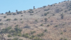 Odocoileus virginianus carminis