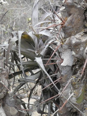 Tillandsia geissei