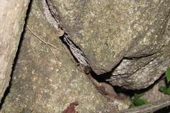 Lepidophyma smithii