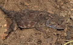 Agama aculeata distanti