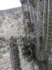 Tillandsia geissei