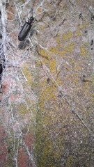 Polemius denticornis