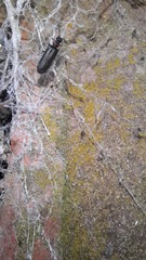 Polemius denticornis