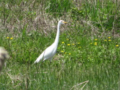 Ardea intermedia