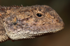 Agama aculeata distanti