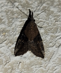 Hypena minualis