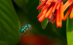 Euglossa