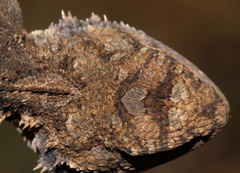 Agama aculeata distanti