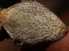 Agama aculeata distanti