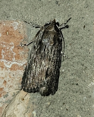 Neogalea sunia