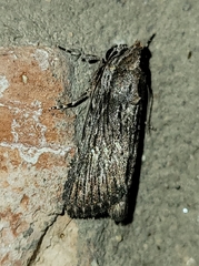 Neogalea sunia