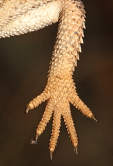 Agama aculeata distanti