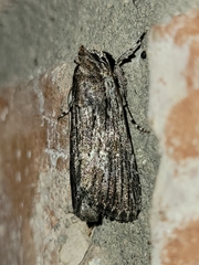 Neogalea sunia