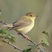 Willow Warbler - Photo (c) Valia Pavlou, some rights reserved (CC BY-NC), uploaded by Valia Pavlou