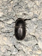 Crypticus gibbulus