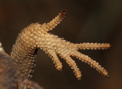 Agama aculeata distanti