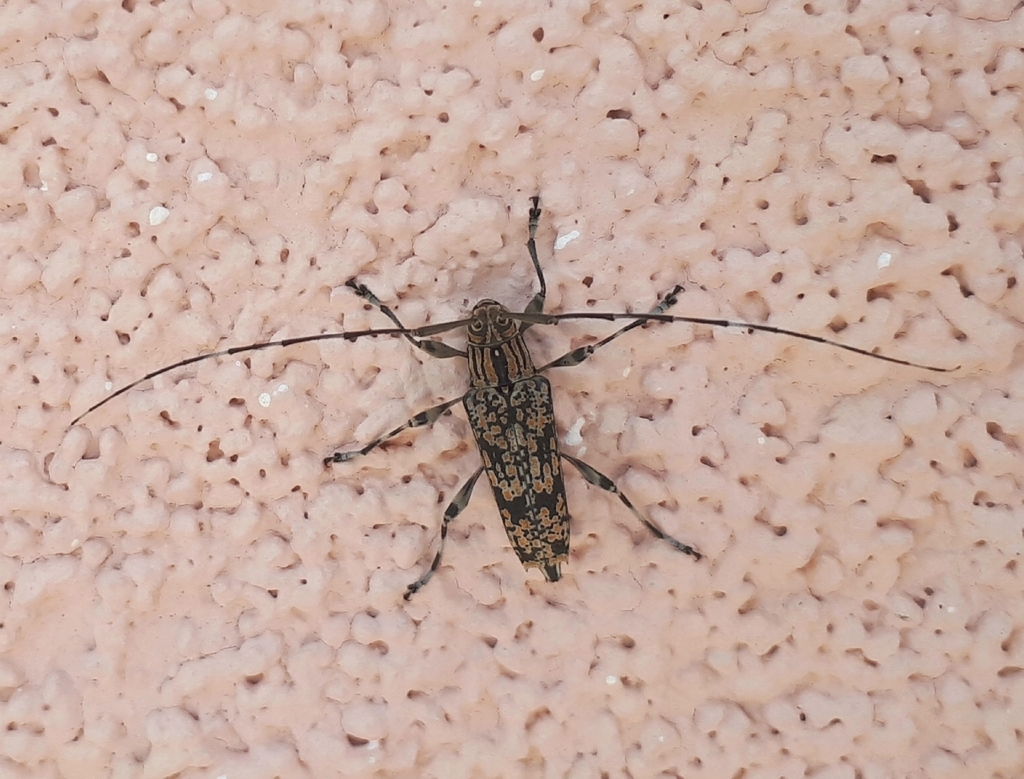 Colobothea rubroornata