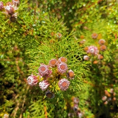 Serruria foeniculacea