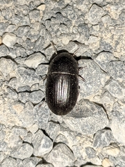 Crypticus gibbulus
