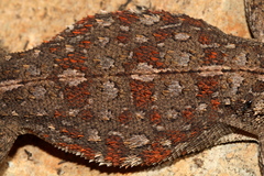 Agama aculeata distanti