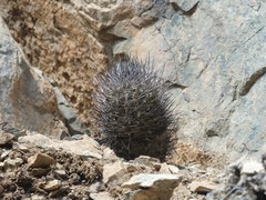 Eriosyce paucicostata