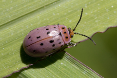 Alagoasa vigintiseptemmaculata