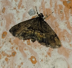 Hymenia perspectalis